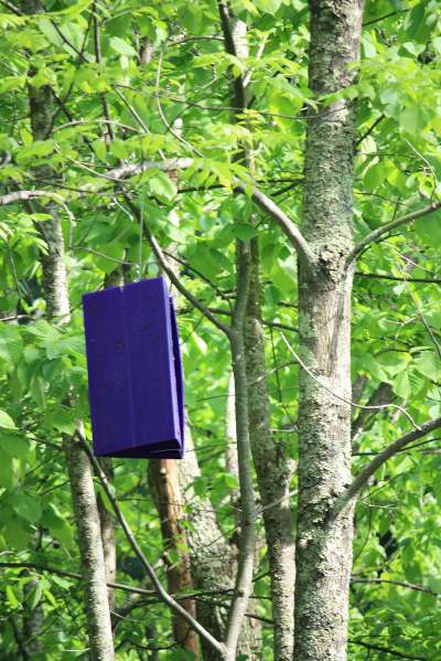 Emerald Ash Borer Trap