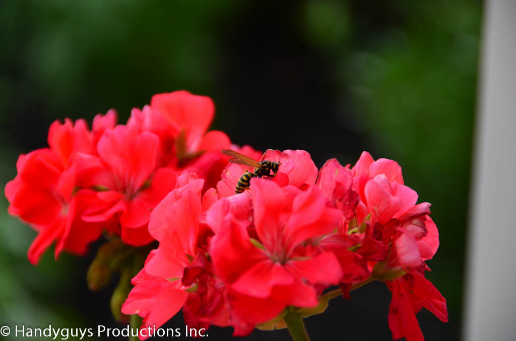 Wasp Killer – eliminate wasps around your home