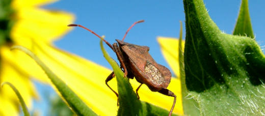 Stink Bugs